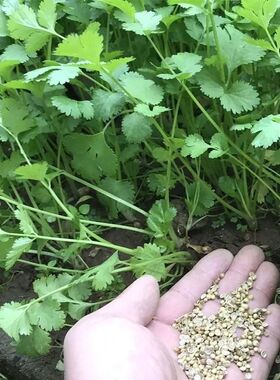 大叶香菜四季芫荽浓香型小叶香菜农家自种新鲜青菜蔬菜调味火锅菜