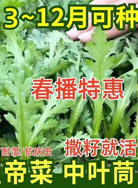 皇帝菜中叶茼蒿种子青菜种籽春菊菜种高产茼蒿菜种籽四季蔬菜种子