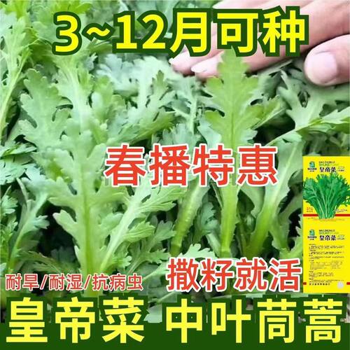 皇帝菜中叶茼蒿种子青菜种籽春菊菜种高产茼蒿菜种籽四季蔬菜种子