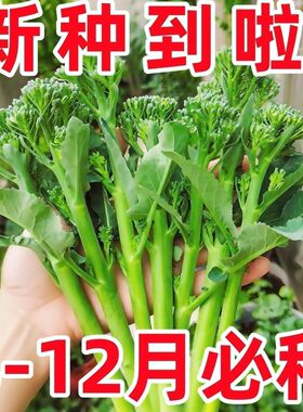 正品新种西兰苔种子绿西兰苔有机西洋芥兰田园庭院种植蔬菜苔种子