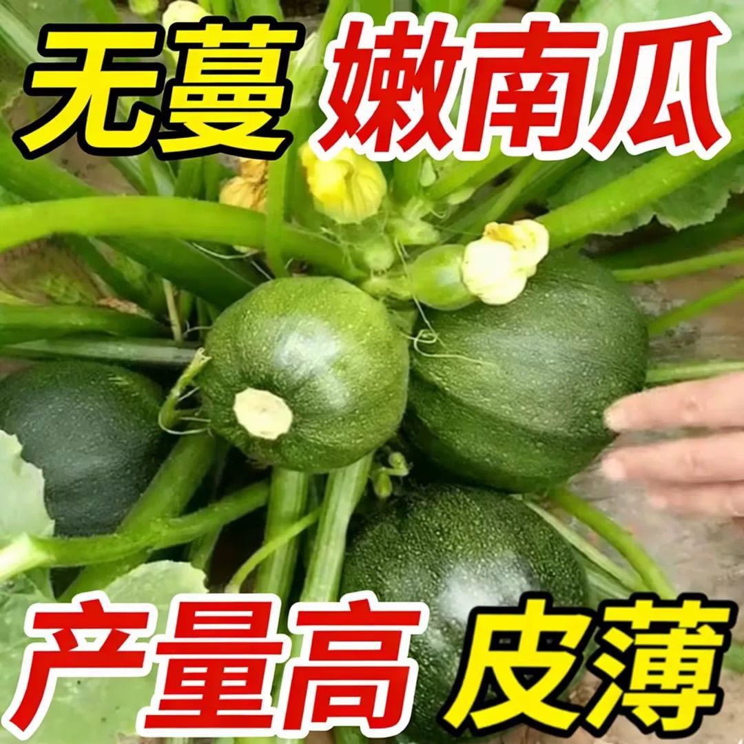 早熟无蔓小南瓜种籽短藤椭圆小青瓜西葫芦春夏秋四季播蔬菜种子孑