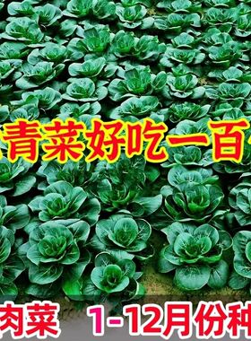 四季香肉菜种子好吃香肉菜种籽耐热耐寒青菜种籽