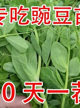 专吃豌豆苗种子鲜嫩豌豆尖种籽春秋季青菜籽盆栽水培种子蔬菜种子