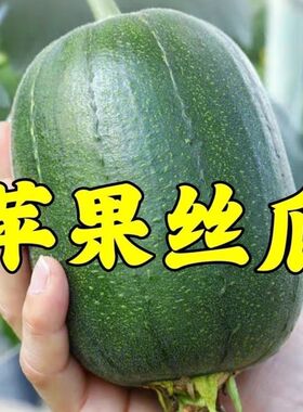 苹果丝瓜种子菜瓜种籽苹果丝瓜籽种蔬菜四季菜籽孑菜种水瓜高产