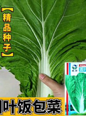 饭包白菜种孑东北原叶饭包菜种子打包白菜东北大叶白菜籽蔬菜种子