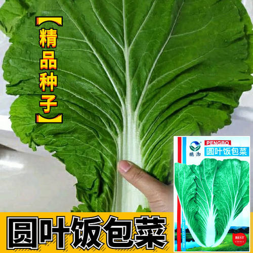 饭包白菜种孑东北原叶饭包菜种子打包白菜东北大叶白菜籽蔬菜种子
