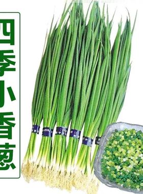 小香葱籽种子四季易种小葱种子阳台室内盆栽葱种子批发家庭菜家用