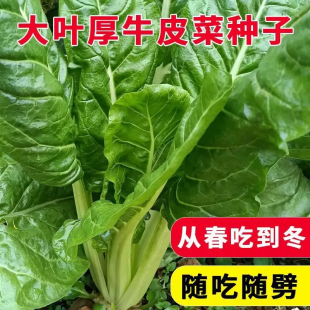 四川牛皮菜种子四季可种大叶厚皮根达菜高产庭院南方甜菜蔬菜种籽