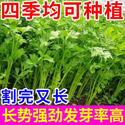 精选香味浓郁种子芹菜四季小香芹籽种子芹菜籽四季播农家蔬菜种子