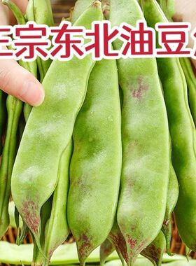东北油豆角种子一点红将军油豆籽大油豆籽扁豆开锅烂四季蔬菜种子