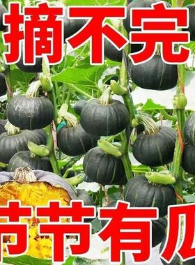 贝贝板栗南瓜原味优质贝贝瓜甜面南瓜果蔬新疆板栗南瓜