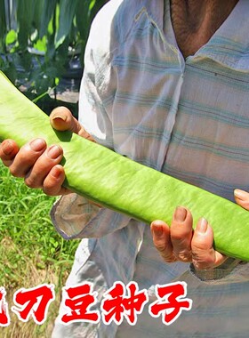 大刀豆种籽巨型大豆角大扁豆高产刀巴豆巴西豆四季豆种子蔬菜种籽