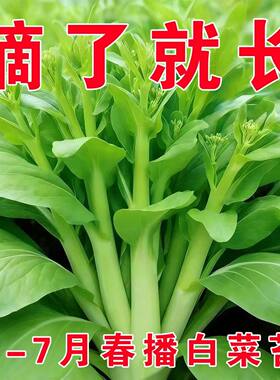 四季白菜苔种子优质菜心白菜苔苗农家新鲜蔬菜种子四季播种菜园种
