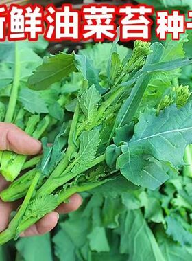 早熟油菜苔种子耐热高产春季四季播南方蔬菜种孑阳台盆栽莱菜种籽