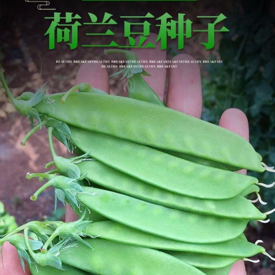 甜脆荷兰豆种子菜豌豆双花双夹高产耐寒农家自种秋冬季豆角菜种子