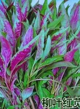 红叶柳叶苋菜种子四季汉菜孑柳叶夏季蔬菜种籽菜籽盆栽阳台籽种