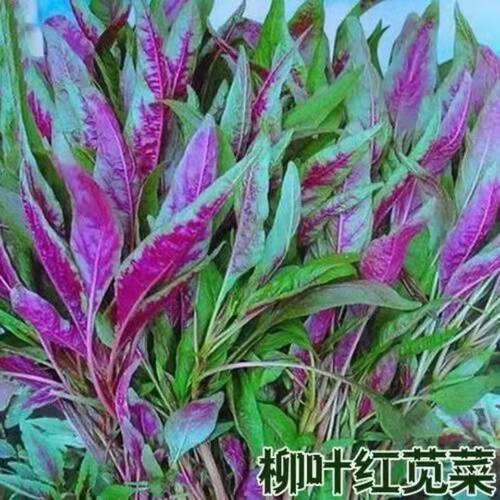 红叶柳叶苋菜种子四季汉菜孑柳叶夏季蔬菜种籽菜籽盆栽阳台籽种