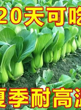 上海青四季小油菜小白菜新鲜蔬菜青菜小白菜四季耐寒耐热盆栽蔬菜