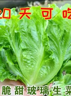 正宗四季甜脆玻璃生菜种子 有机高钙高产脆嫩阳台盆栽蔬菜种子