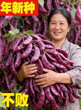 正宗扁豆紫红眉豆种春秋冬季扁眉豆角种子无筋架豆豆红眉豆种子