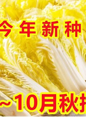 娃娃菜种子耐热大娃娃菜阳台庭院黄心高山娃娃菜籽菜蔬菜种子大全