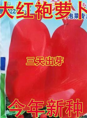 大红袍萝卜种籽红美人白心红皮萝卜耐高温四季播阳台盆栽蔬菜抗热