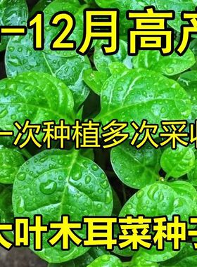 四季大叶木耳菜种子肉厚懒人耐高温耐湿阳台盆栽高钙易种蔬菜种籽