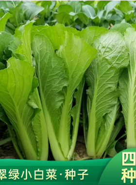 耐热速生青梗小白菜种子四季阳台盆栽菜籽种高产易种植农家蔬菜孑