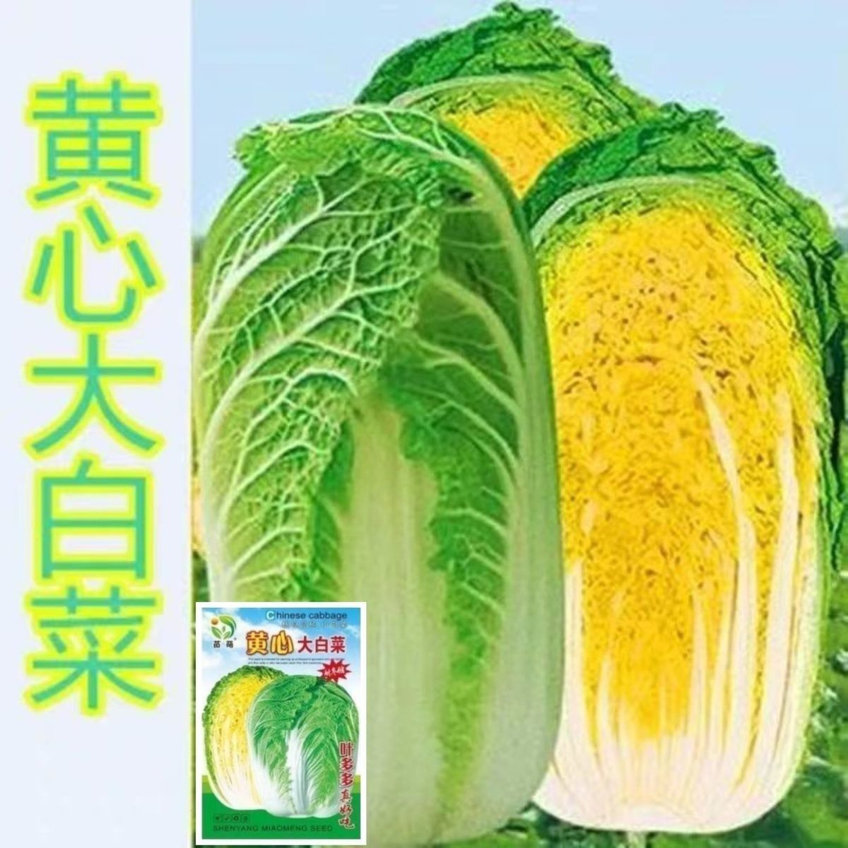 秋播高产黄心大白菜种子大白菜籽北方冬储菜种耐寒秋冬季蔬菜种子