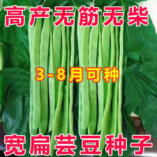 高产三扁四季豆种子宽扁二扁芸豆种子春播搭架无筋架豆角蔬菜种子