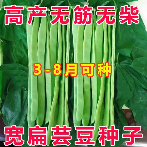 高产三扁四季豆种子宽扁二扁芸豆种子春播搭架无筋架豆角蔬菜种子