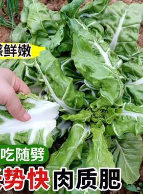 四川牛皮菜种子四季可种大叶厚皮根达菜高产庭院南方甜菜蔬菜种籽