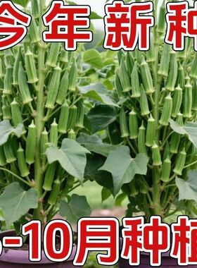 精品水果黄秋葵种子可以生吃 而且好种的不易老的水果绿色秋葵籽Y