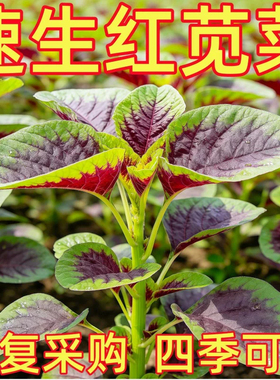 种籽老品种大圆叶全红苋菜种子四季种植农家汉菜种籽蔬菜大全