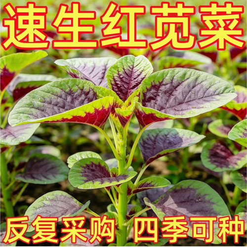 种籽老品种大圆叶全红苋菜种子四季种植农家汉菜种籽蔬菜大全