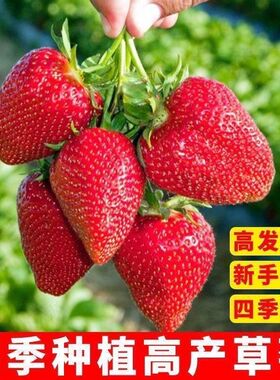 奶油草莓种子四季种植室内大果籽阳台盆栽营养红草莓籽春夏秋冬季