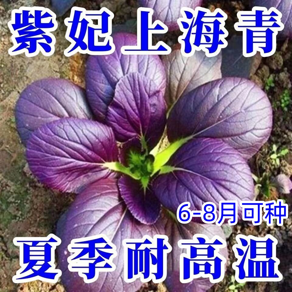超耐热紫罗兰紫油菜种籽紫色上海青小青菜四季播阳台盆栽蔬菜种子