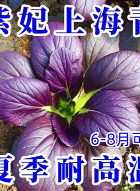 超耐热紫罗兰紫油菜种籽紫色上海青小青菜四季播阳台盆栽蔬菜种子