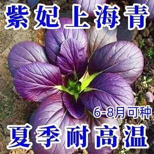 超耐热紫罗兰紫油菜种籽紫色上海青小青菜四季播阳台盆栽蔬菜种子