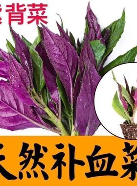 天然补血紫背菜种子天葵血皮菜红凤菜特色易种营养观音菜蔬菜种籽