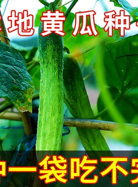 本地黄瓜种子种一袋吃不完黄瓜种子当年新种孑旱黄瓜种籽高产抗病