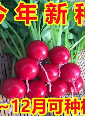 樱桃萝卜种子种籽水果大全高产阳台四季盆栽菜种子红皮萝卜