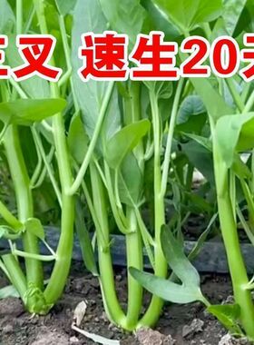 正宗高产三叉空心菜种籽柳叶通心菜种子四季阳台蔬菜种子盆栽菜园