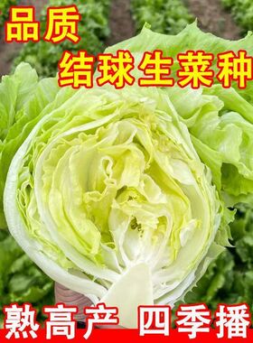 甜脆爽口结球生菜种子圆形球状生菜种籽阳台庭院大田种植蔬菜种籽