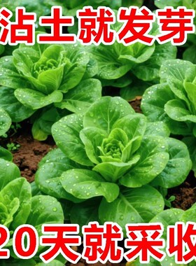 孔雀菜不生虫不打药生吃脆甜高营养直立生菜四季播沙拉菜蔬菜