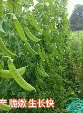 四季播种软荚甜脆荷兰 豆种子豌豆苗 大荚菜豆荷兰豆种子农家蔬菜