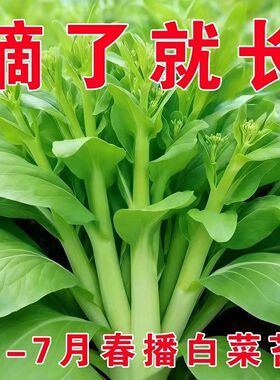 四季早熟白菜苔种子白菜薹菜心种籽可多次采收高产抗病农家蔬菜籽