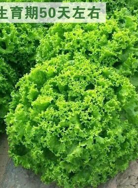 美国种子四季播种生菜易种植抗热耐寒可盆栽生吃蔬菜种子大速生菜