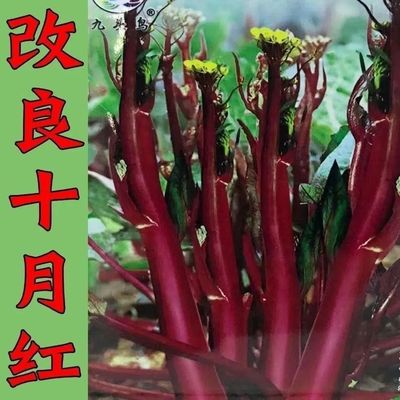 十月红菜苔种子 改良高产 过冬蔬菜 春季秋季种植 阳台抗病寒种籽