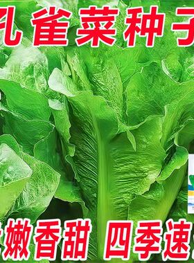 孔雀菜种子一年四季种可生吃高营养直立生菜种子盆栽地栽沙拉生菜